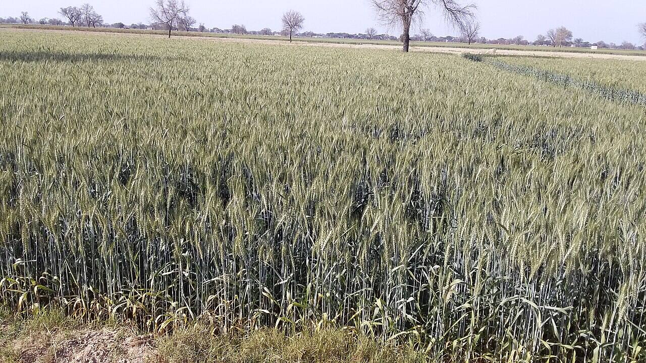 A wheat field in North India