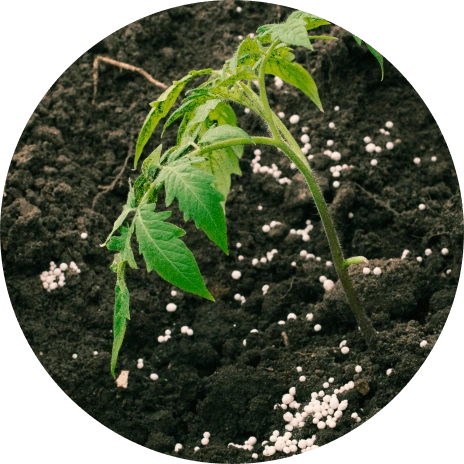 Nourishes the soil with essential micro-nutrients